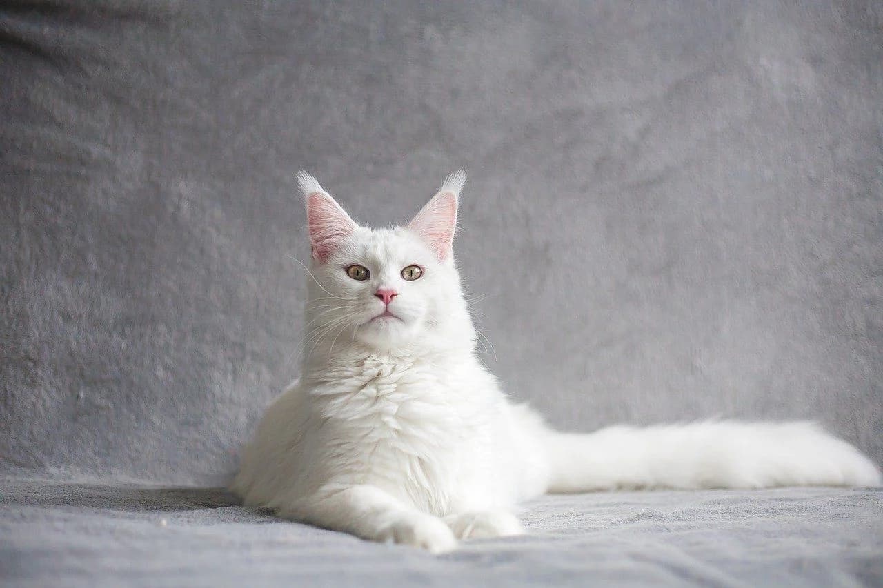 背筋を延ばしてふせている猫
