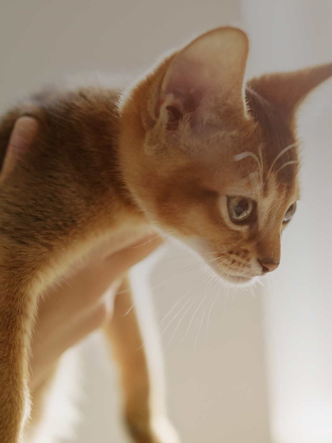 Catlog Series (キャトログシリーズ)